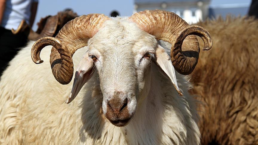 Kurbanlık Seçimi Rehberi